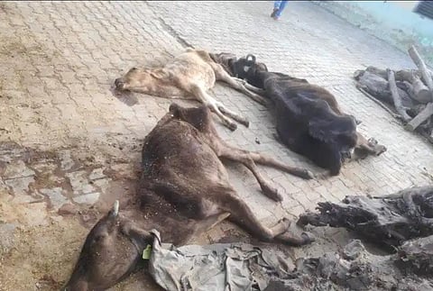 मैनपुरी में भूख और सर्दी से गोशाला में गोवंश की बिगड़ रही स्थिति