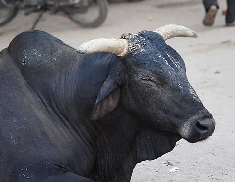 मैनपुरी में सांड ने 58 साल के किसान को पटक पटक कर मार डाला