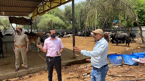 Raj Shekhar Inspects Cow Shelter At Panki, Tells Officials To Set Things In Order