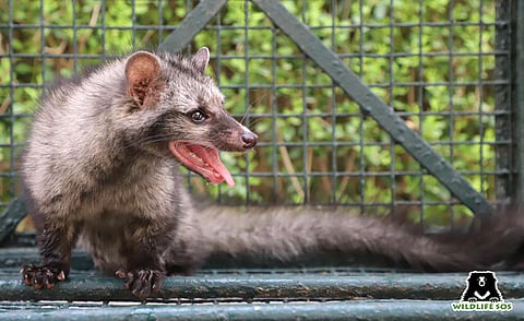 Civet Cat Seeks Shelter From Heat In A Shoe Manufacturing Unit In Agra