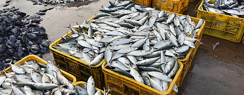 India Aims To Push Marine Exports To Rs One Lakh Crore In Next Years