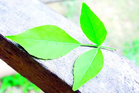 बेल पत्र के हैं कुछ नियम…