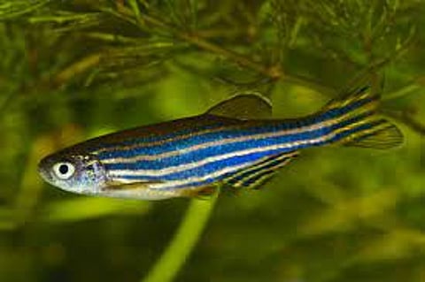 Protein Found In Zebrafish Can Regenerate Aged Discs In Human Vertebrae