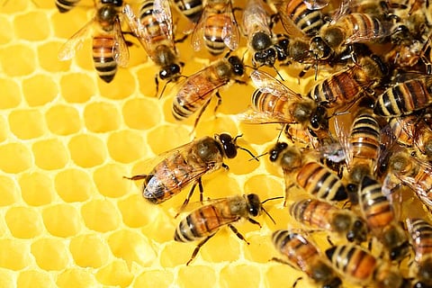 Beekeeping Fast Becoming Medium Of Sweet Revolution