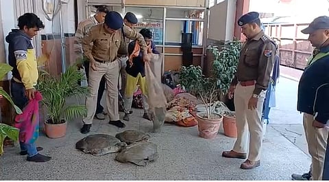 150 Turtles Recovered By RPF From Train In Chandauli