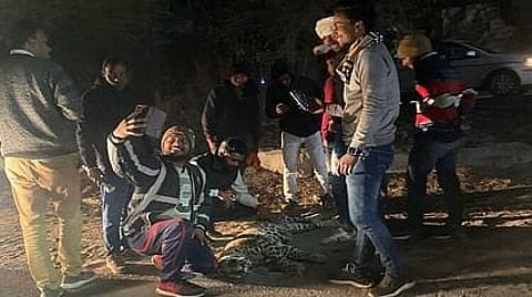 Leopard Dies In Sonbhadra After Being Hit By A Speeding Vehicle, Passers-by Take Selfies With The Body