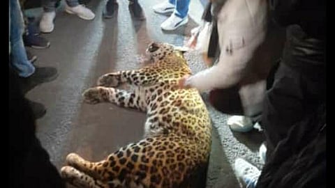 Leopard Who Entered Ghaziabad Court Premises Captured In Late-Night Operation