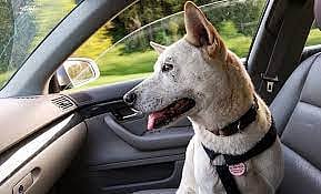 Spain Passes Tough Law On Animal Welfare, Three-Year Term For Those Mistreating Pets