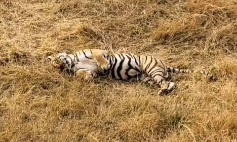 Yogi Takes Grim View Of Death Of Three Tigers At Dudhwa National Park, Dispatches Forest Minister, Officials To Probe