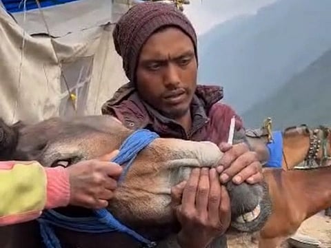 Animal Abuse In The Chaar Dhaam Yatra: A Call For Change