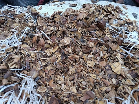 Over 2375 Kg Of Poppy Seeds Worth Rs 9.5 Crore, To Be Used For Drugs Making Seized In Agra