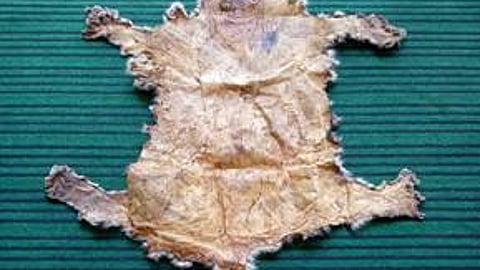 Directorate Of Revenue Intelligence Officials Seize Four Leopard Skins In Srinagar