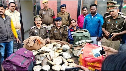 237 Turtles Worth Rs One Crore Recovered By GRP In Varanasi, Were Being Smuggled For Potency-Enhancing Drugs