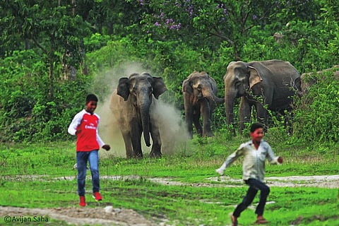Increasing Man-Animal Conflicts: Indian Elephant Fighting A Losing Battle For Habitat