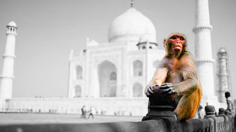Monkey Madness: Simian Armies Turn Braj Mandal Into A Battleground