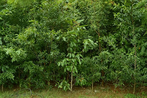 Israeli Embassy Launches Project To Increase India’s Green Cover By Miyawaki Technique