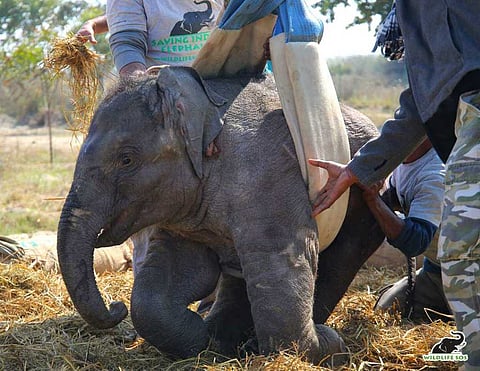 विश्व हाथी दिवस: भारत में जंगली हाथियों की स्थिति और रेल दुर्घटनाओं पर प्रकाश