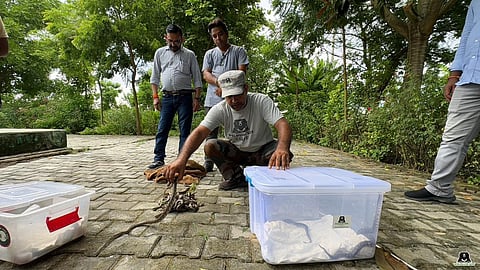 25 Indian Rock Python Babies Rescued From Abandoned Tubewell In Etawah