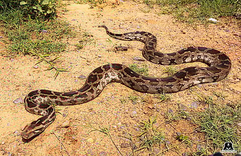 Monsoon Mayhem: Wildlife SoS Rescues Over 100 Reptiles In Agra And Mathura