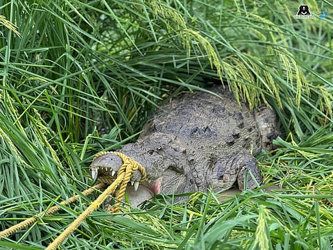 10-Foot Crocodile Ventures Into UP Village, Strikes Panic Before Being Rescued