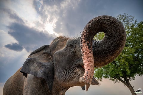 Wildlife SoS Mourns Passing Away Of Elephant Suzy, A Symbol Of Compassion And Resilience