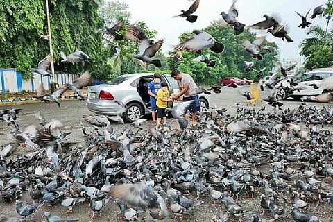 Addressing Pigeon Pollution: A Necessary Step For Urban Health and Preservation