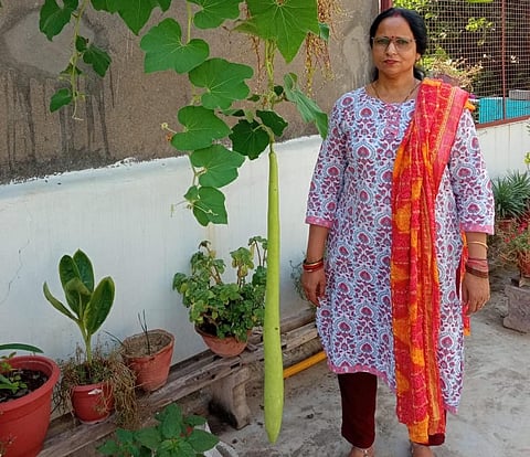 आगरा में गृहिणी ने उगाई 3.5 फीट लंबी लौकी, बनी प्रेरणा स्रोत