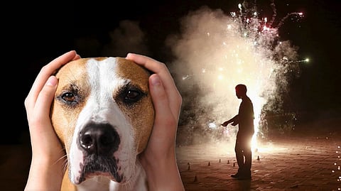पटाखे चलाएं, लेकिन बेजुबानों का भी रखें ध्यान: डॉक्टर शशिकांत, पशुपालन वैज्ञानिक