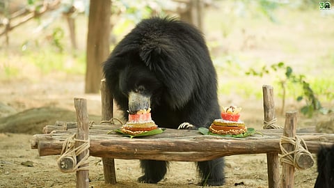 A Bear-Y Special Anniversary: Five Years Of Freedom From Molly, Arthur And Ron