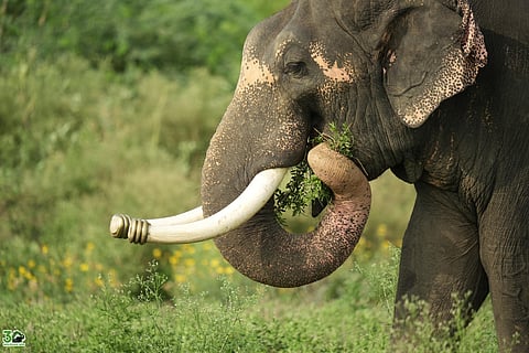Regal Tusker Rescued From Circus, Marks 15 Years Of Freedom At Sanctuary