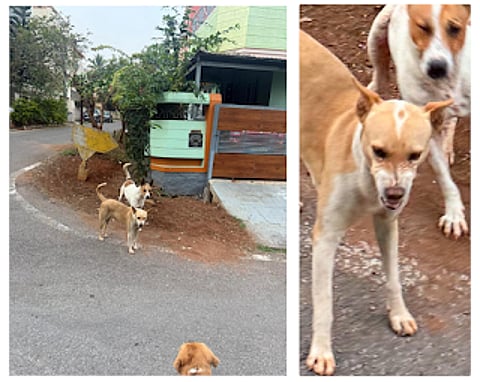 A Tale Of Two Tails: The Love Triangle You Did Not See Coming!