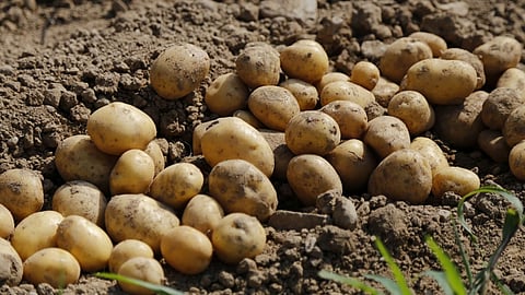 Modi Cabinet Approves Establishment Of International Potato Centre’s South Asia Regional Centre In Agra