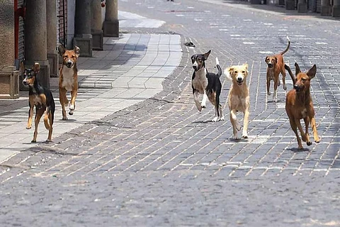 A pack of dogs running on a street