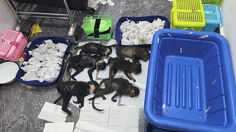 6 Capuchin monkeys lying on the floor