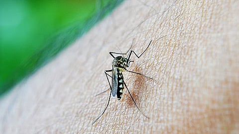 Bengaluru reports over 3,200 dengue cases in two months