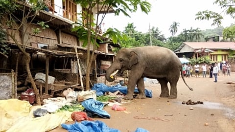 Kerala forest watcher injured in wild elephant attack in Idukki