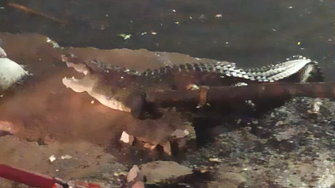 Hyderabad: Crocodile surfaces out of open drain