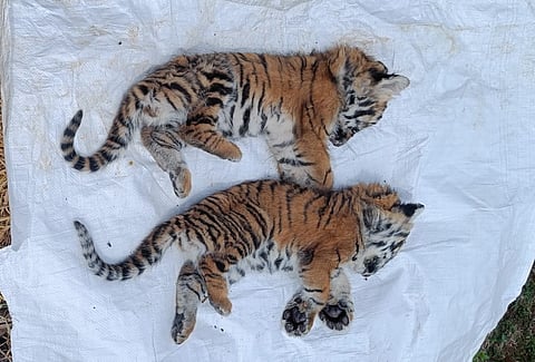 Dead tiger cubs in Nilgiris