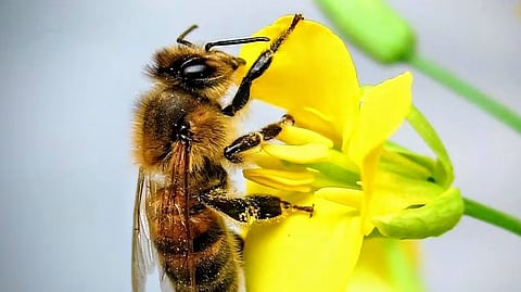 Air pollution is the latest threat facing our insects.