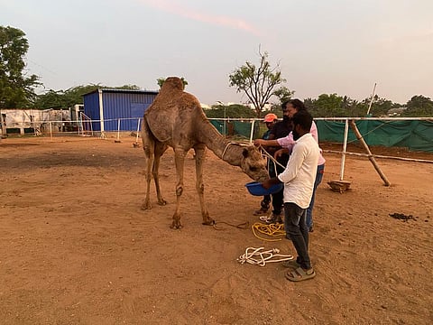 Camel rescued from Sanghamitra farm in Coimbatore.