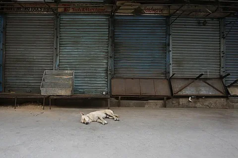 Representation image of a stray dog