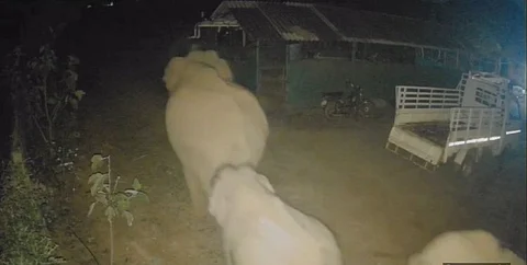 CCTV footage of elephant heard entering the village at night