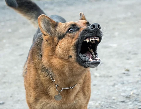 Five-year-old mauled to death by stray dogs in UP