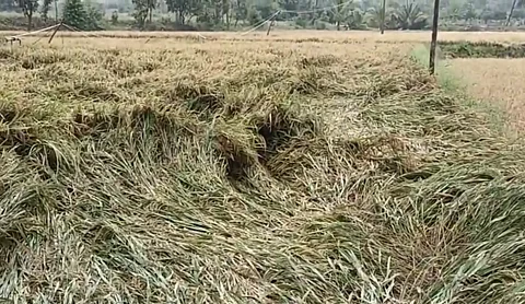 Crops damaged due to severe rainfall in Andhra Pradesh