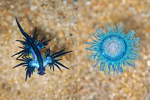 Blue sea dragon (left) and Blue button (right)