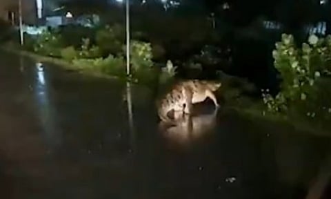 Mugger crocodile spotted on Chennai road