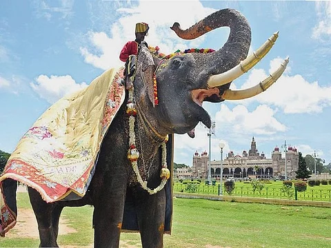 Dasara elephant Arjuna