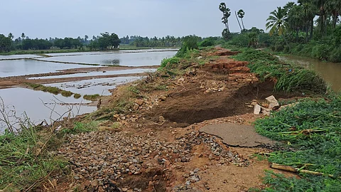 Ground report: Animal carcasses pile up in Thoothukudi village after floods