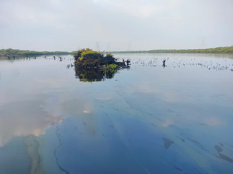 A patch of mangroves started to getting damaged after oil spill in Ennore