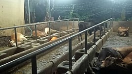 Kerala Mins pledge to buy new cattle for 15-year-old award-winning farmer hit by loss of his cows